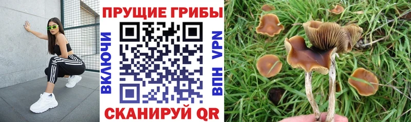 цена   Белово  Галлюциногенные грибы Magic Shrooms 